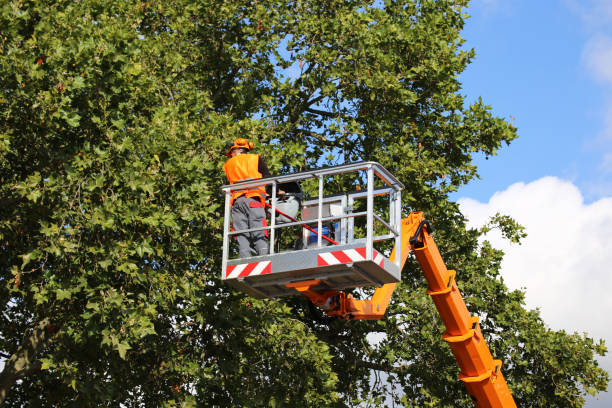 Tree Root Removal in Poth, TX